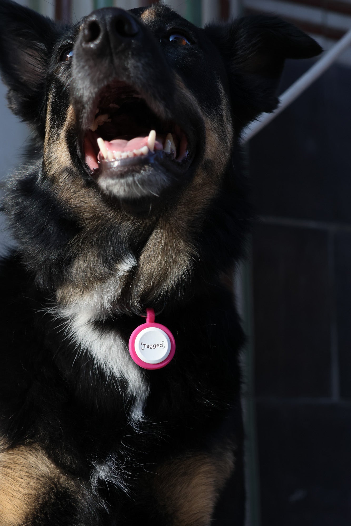 Small Dog Tag - Pink