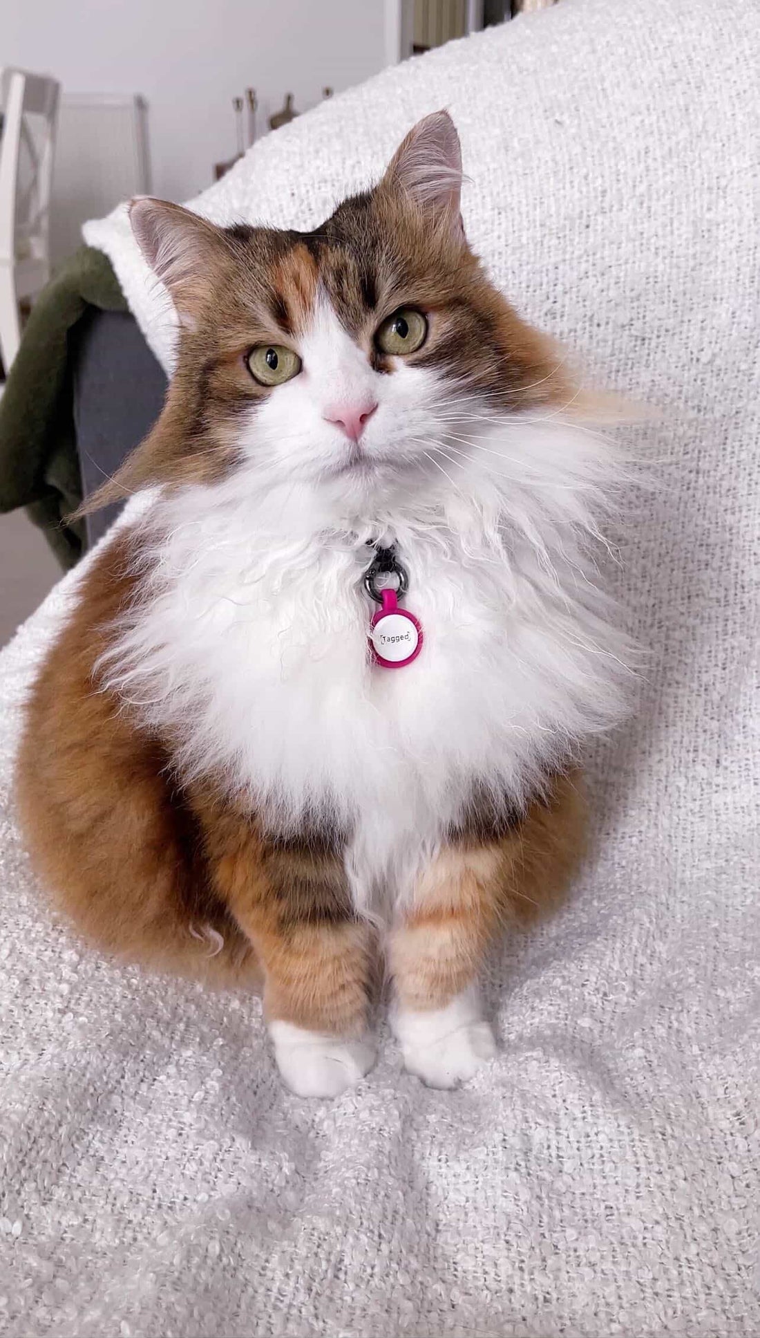 Best Cat ID Tags in the UK (2026 Guide) - Tagged Pets