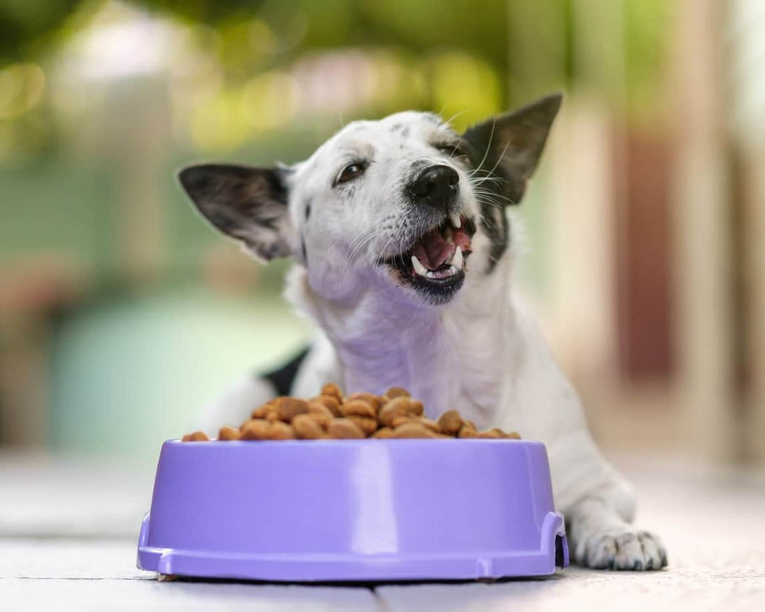 Foods That Are Dangerous for Dogs to Eat - Tagged Pets