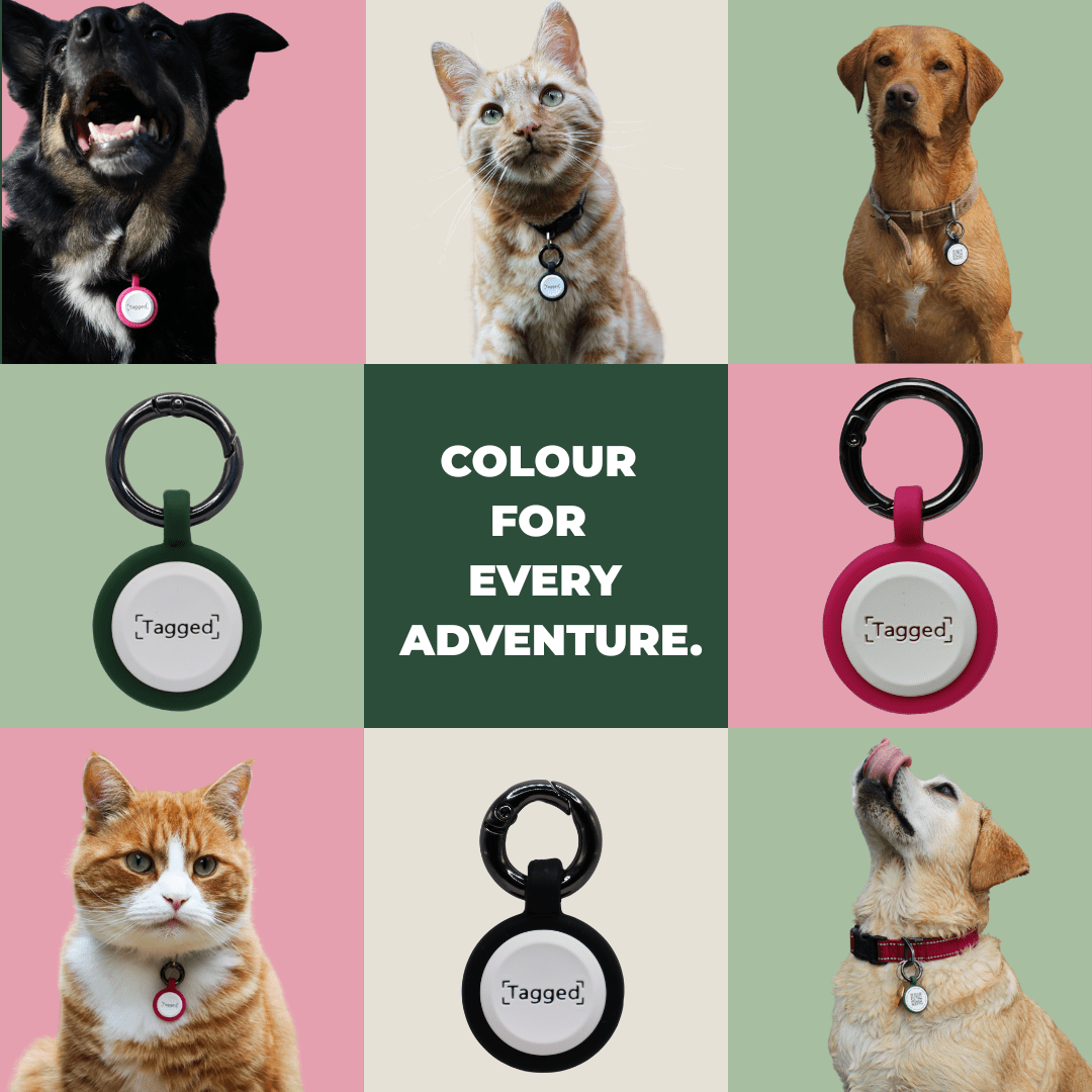 QR Code Dog & Cat Tags: Why Every Pet Needs a Smarter ID - Tagged Pets