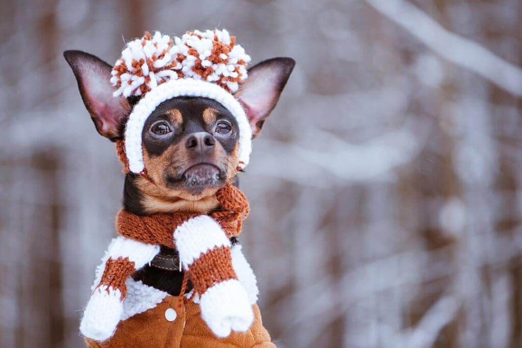 Should I walk my dog in cold weather?