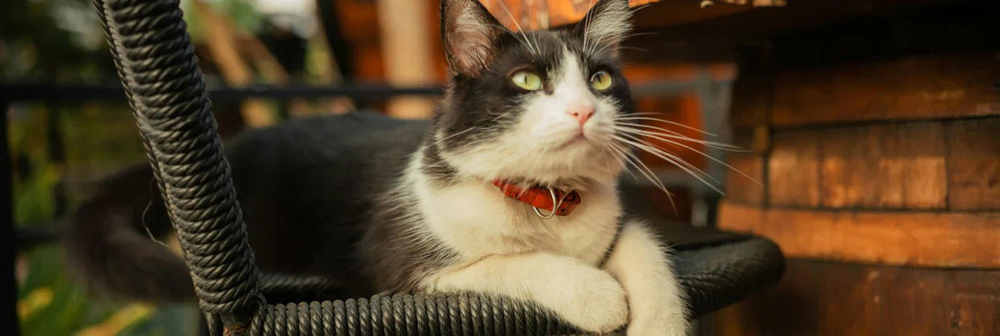 Smart QR Code Pet Tag - Tagged Pets.