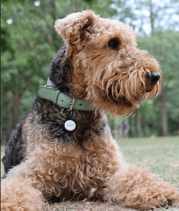 What to Do If Your Dog Goes Missing (Step-by-Step Guide) - Tagged Pets