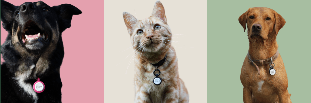 Home page - Tagged Pets. Image showing cats and dogs wearing our subscription free QR Code Smart tags.