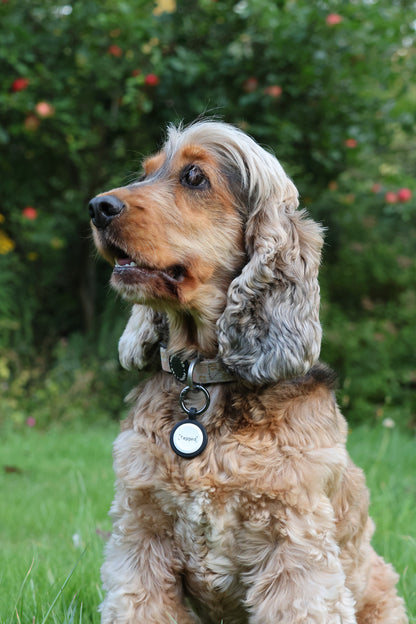 Large Dog Tag - Black