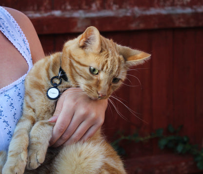 Smart Cat ID Tag - Black - Tagged Pets. Cat outdoors wearing his lightweight, smart QR code cat tag.