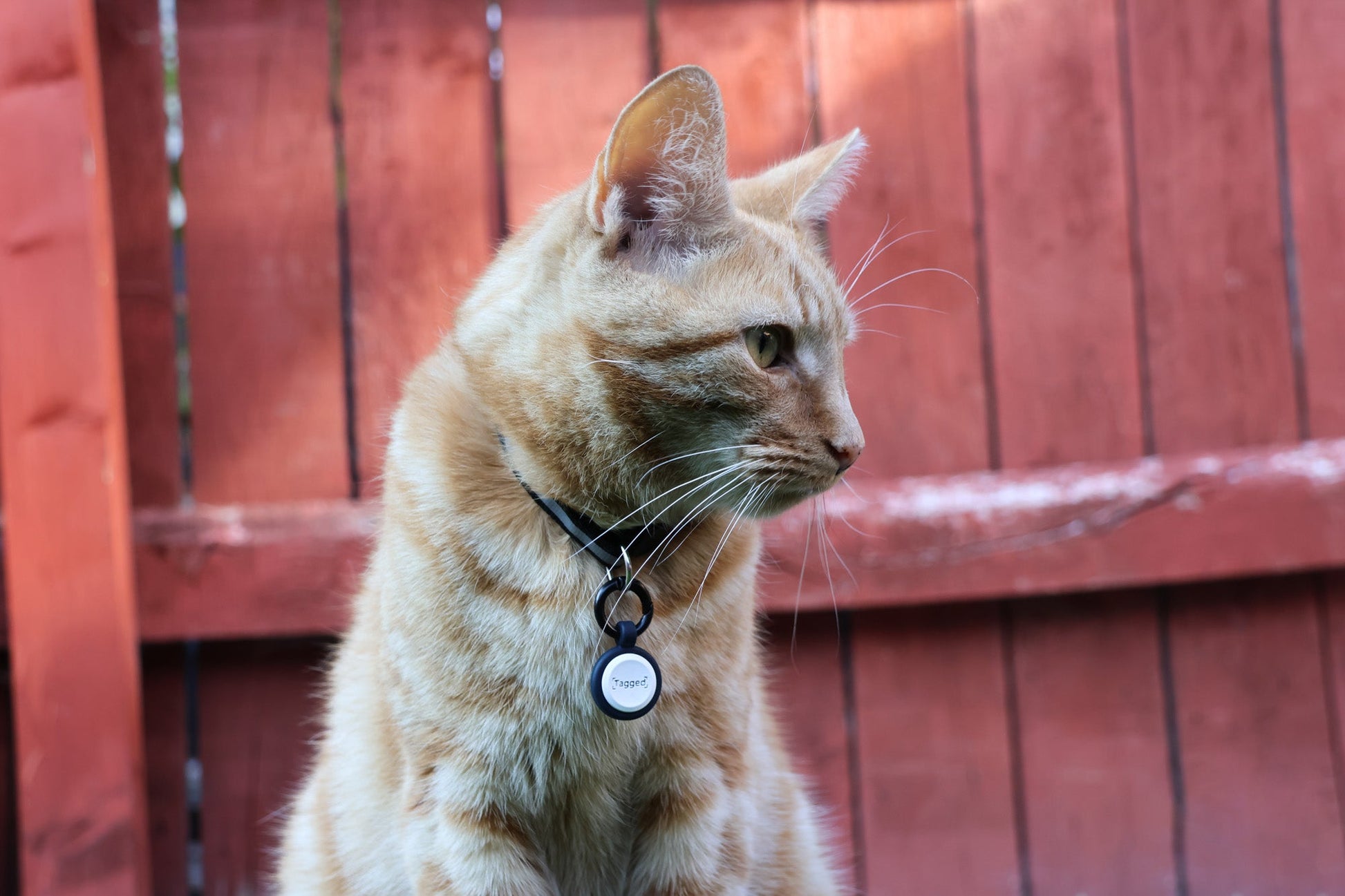 Smart Cat ID Tag - Dark Blue - Tagged Pets. Outdoor cat wearing silicone QR Code tag, durable and waterproof.