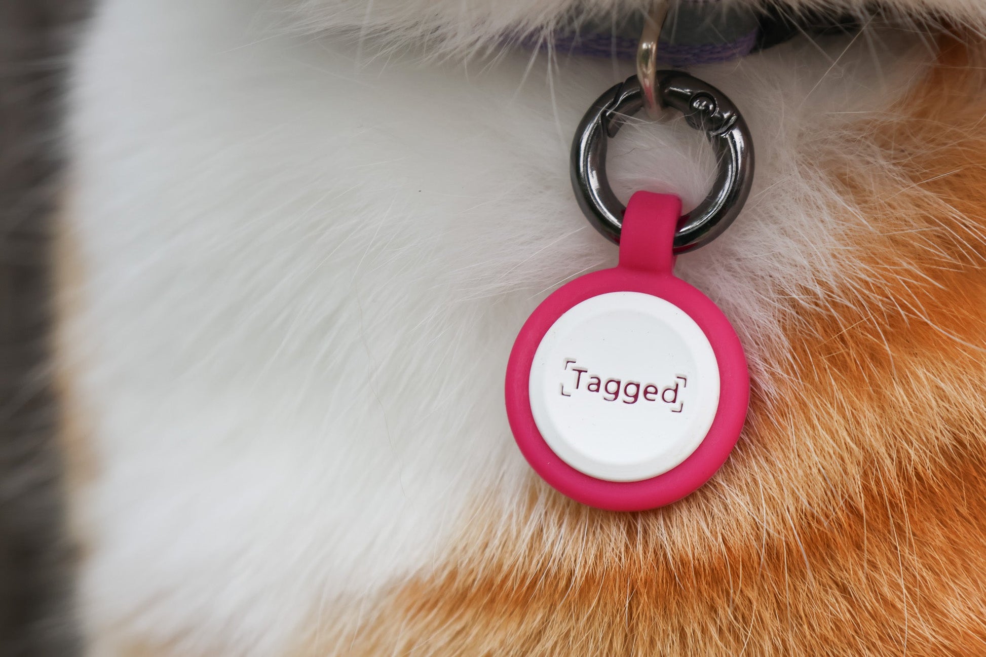 Smart Cat QR Code Tag - Pink - Tagged Pets. Close up of silicone QR Code tag, durable and waterproof.
