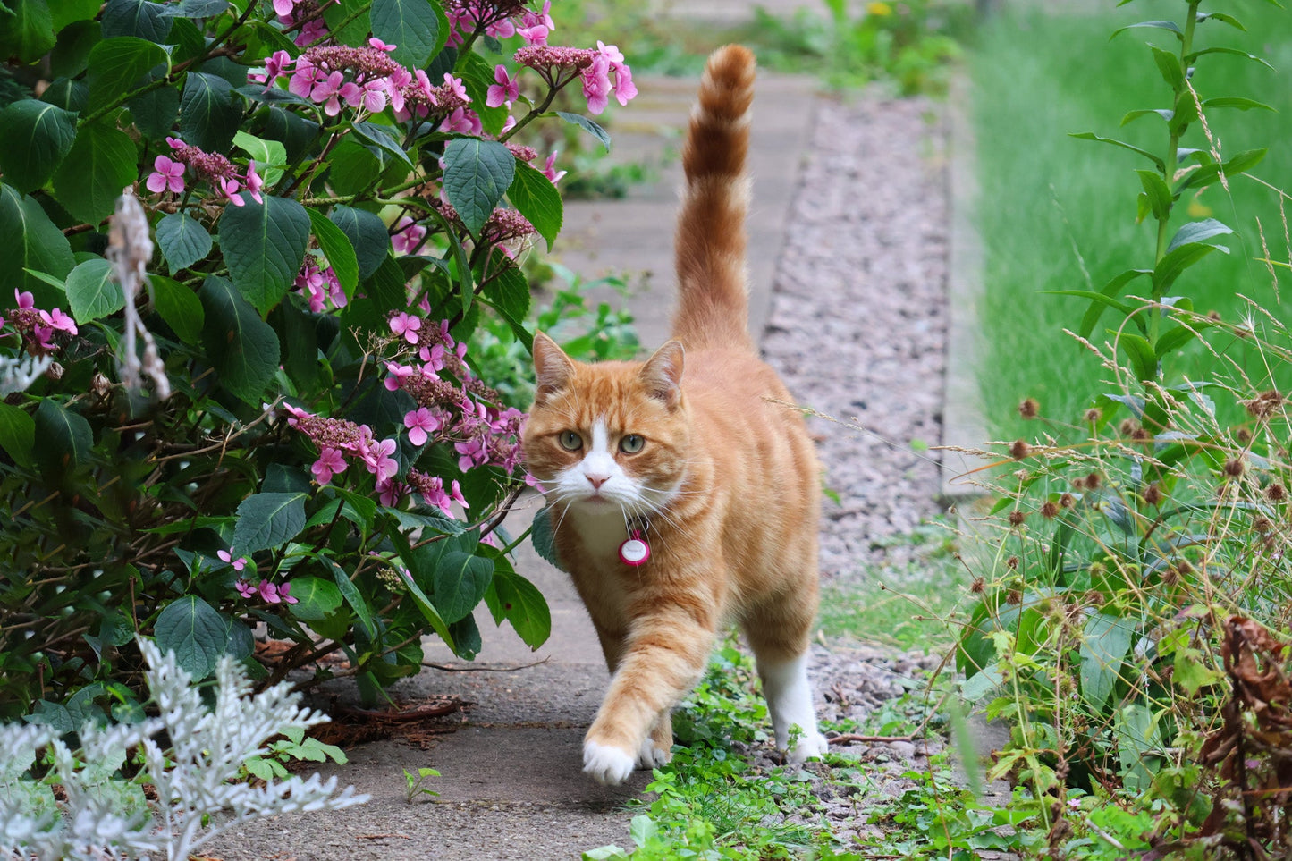 Smart Cat ID Tag - Pink - Tagged Pets. Cat outside wearing Tagged QR Code Cat tag, to keep him safe.