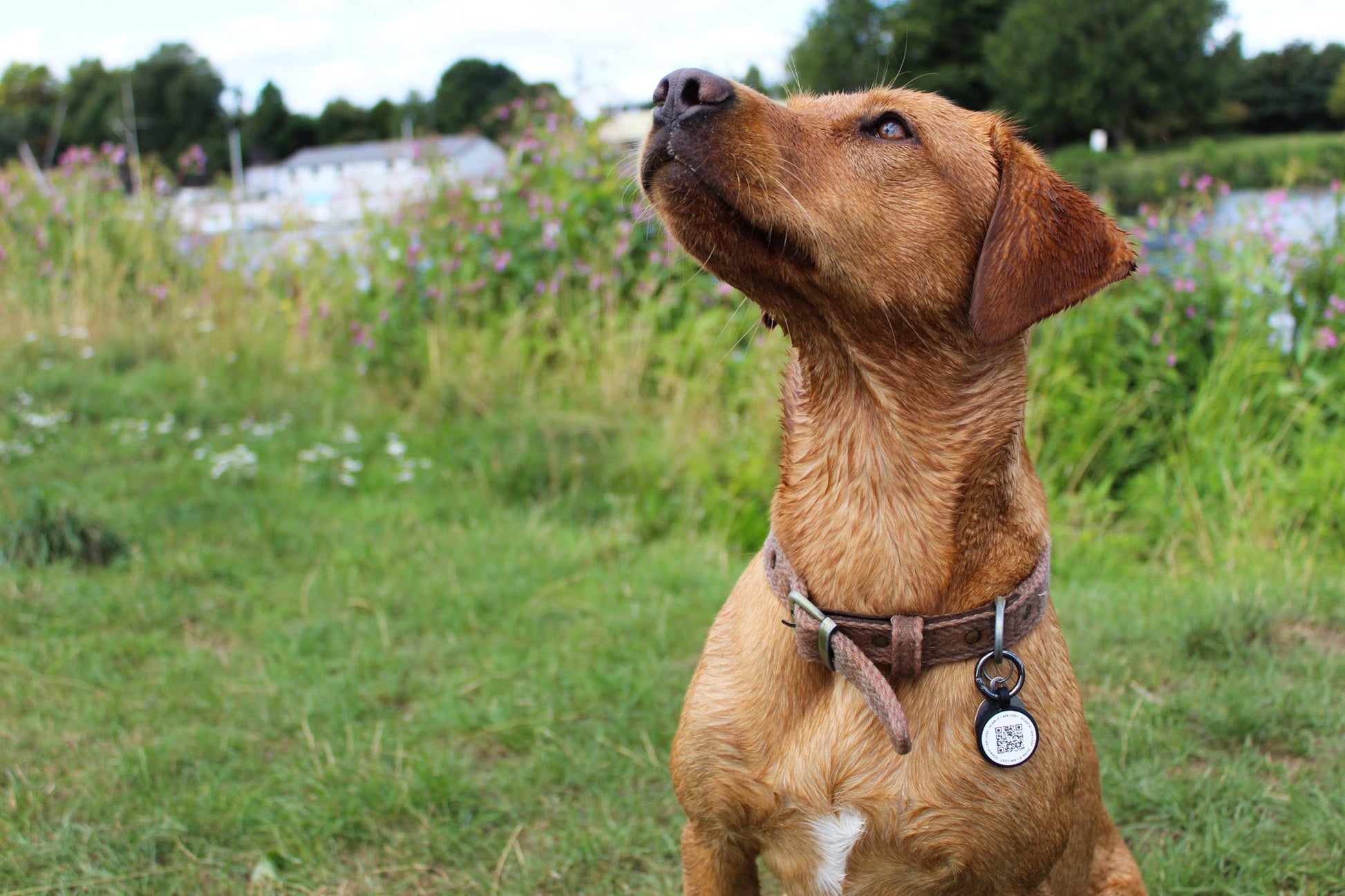 QR Code Dog Tag - Black - Tagged Pets. Dog wearing black Silicone QR Code tag