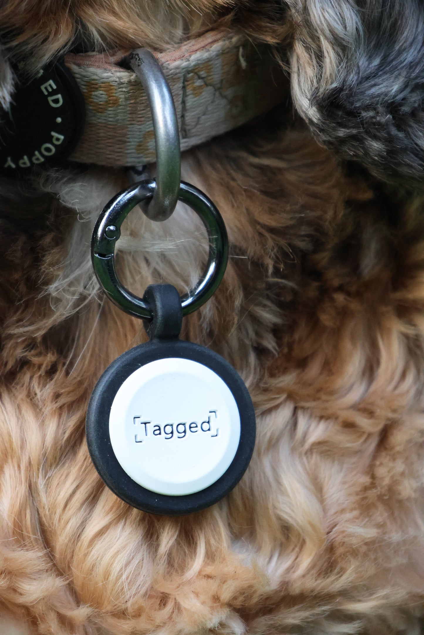 No Subscription Dog Tag - Dark Blue - Tagged Pets. Dog wearing silicone QR Code tag, durable and waterproof.