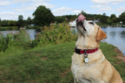 Smart ID Dog Tag - Green - Tagged Pets. Dog wearing silicone QR Code tag, durable and waterproof.