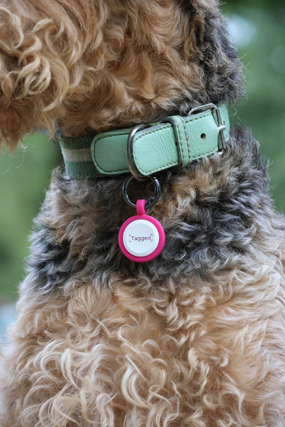 Large Dog Tag - Pink - Tagged Pets.  Silicone QR Code tag, durable and waterproof.