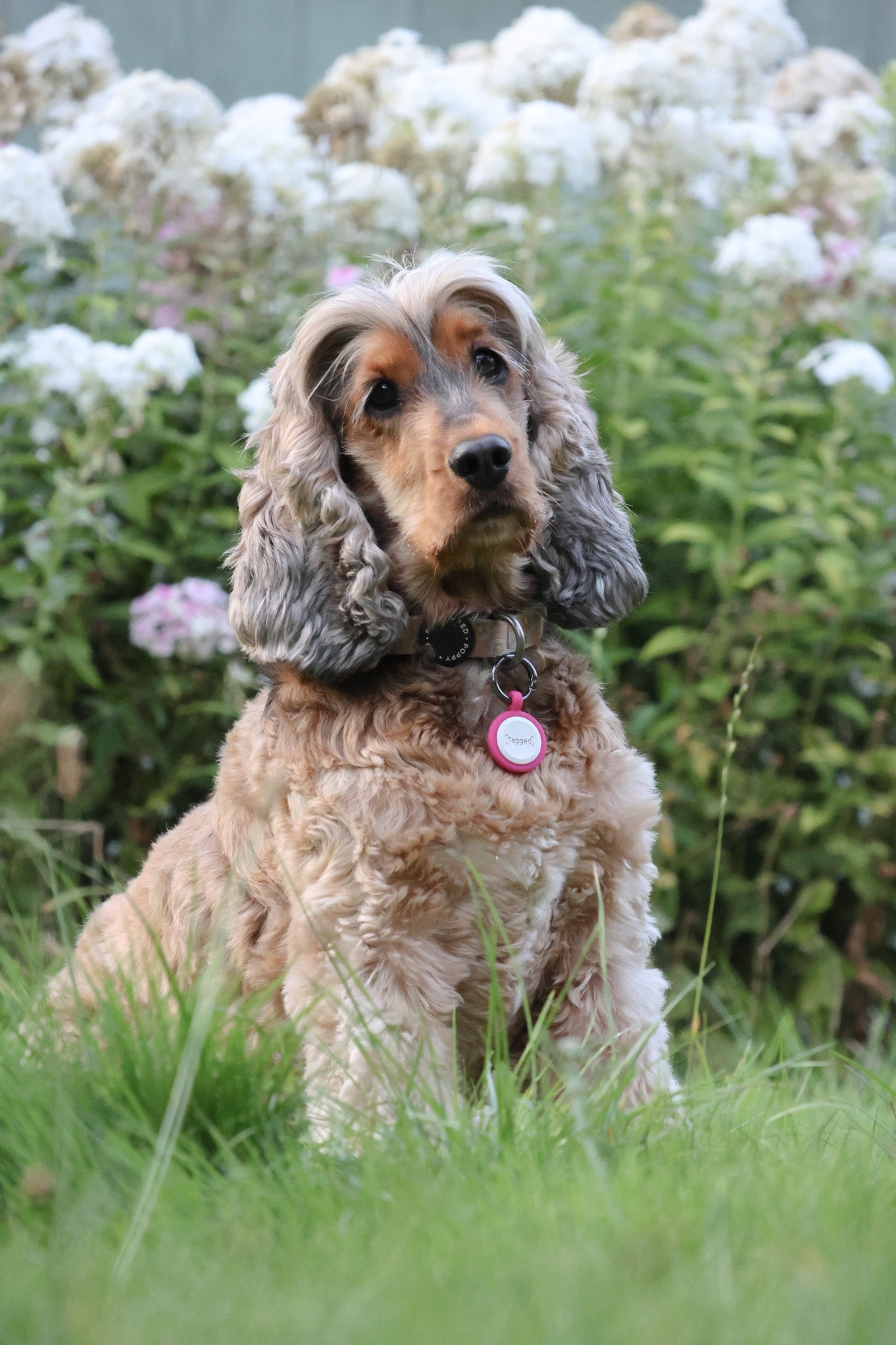 No Subscription Smart Dog Tag - Pink - Tagged Pets. Dog wearing silicone QR Code tag, durable and waterproof.