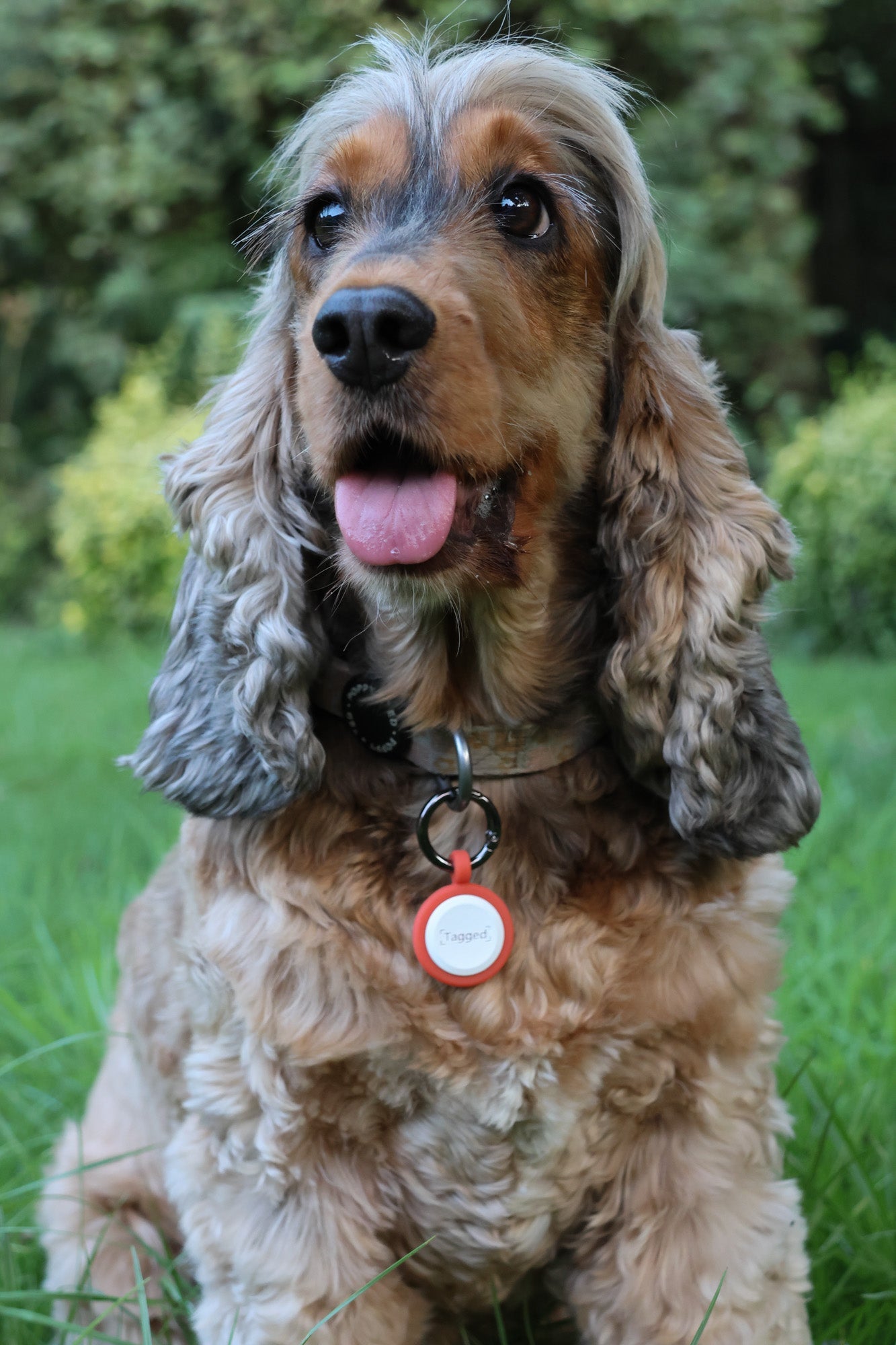 No Subscription QR Code Dog Tag - Orange - Tagged Pets. Dog wearing large silicone dog tag in orange. Waterproof and durable.
