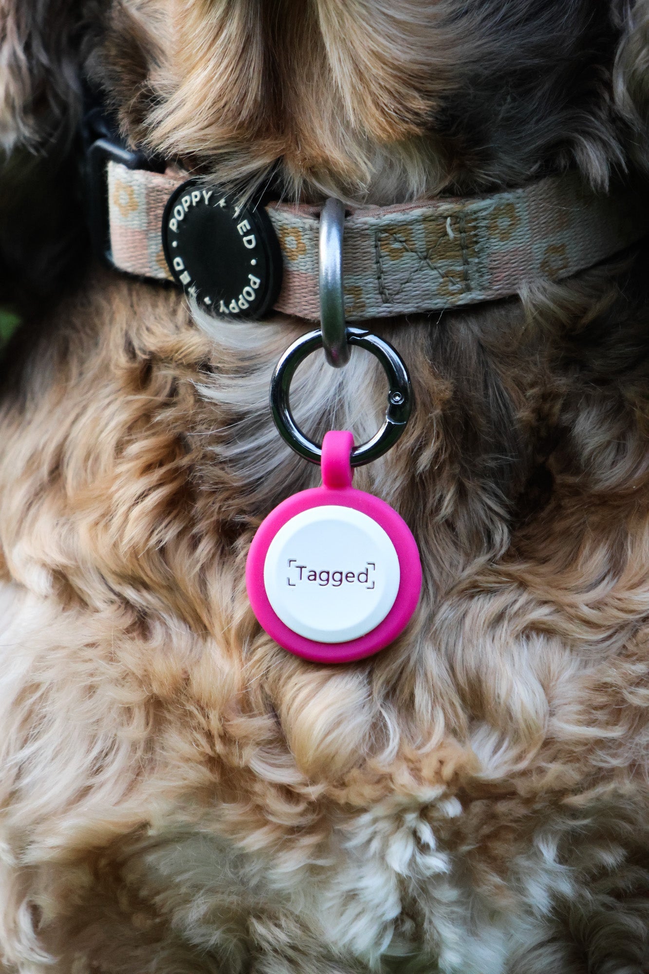 No Subscription QR Code Dog Tag - Pink - Tagged Pets. Silicone QR Code tag, durable and waterproof.
